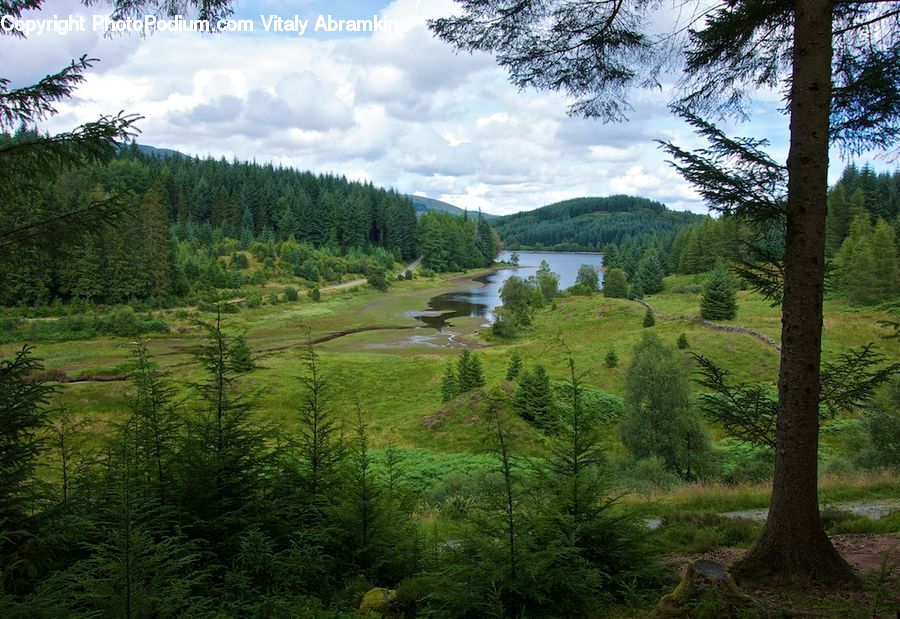 Conifer, Fir, Plant, Tree, Palm Tree, Forest, Vegetation