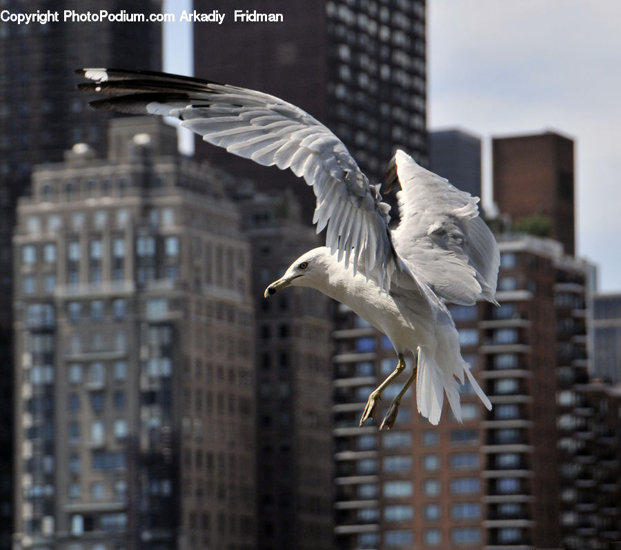 Bird, Seagull, Dove, Pigeon, Head, Portrait, Crane Bird