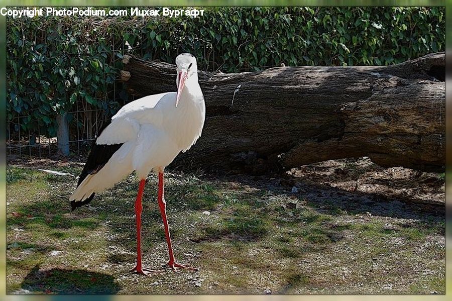 Plant, Potted Plant, Bird, Stork, Crane Bird, Heron, Vine
