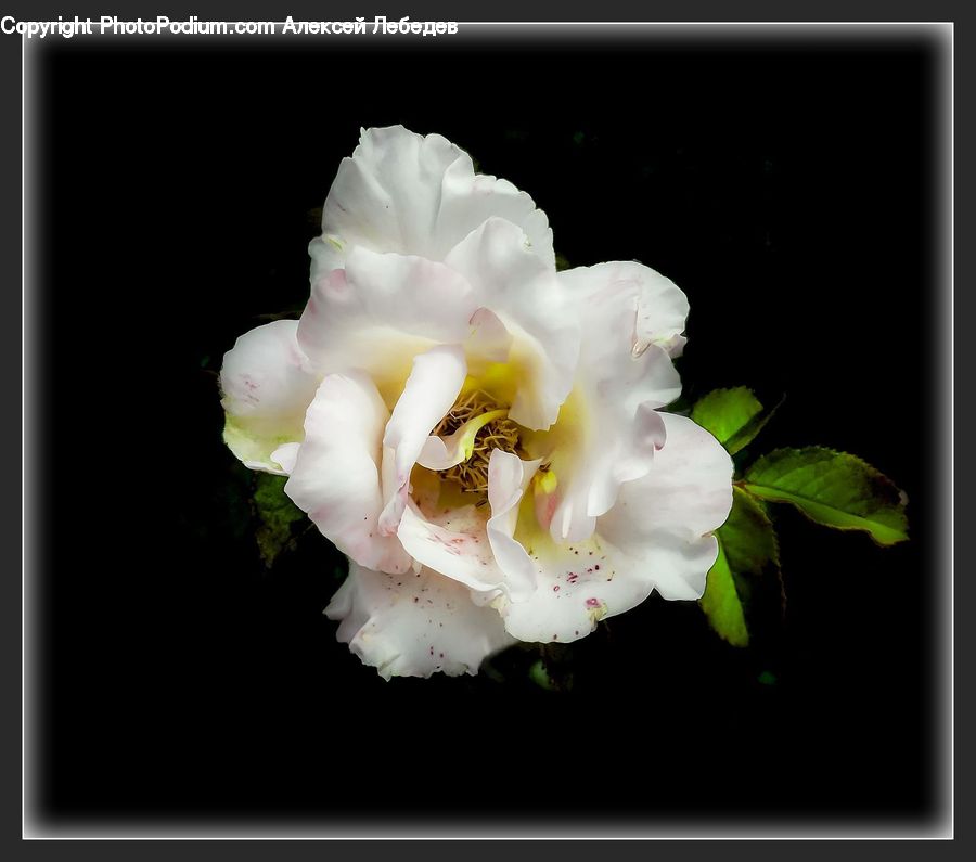 Blossom, Flora, Flower, Plant, Acanthaceae, Annonaceae, Gladiolus