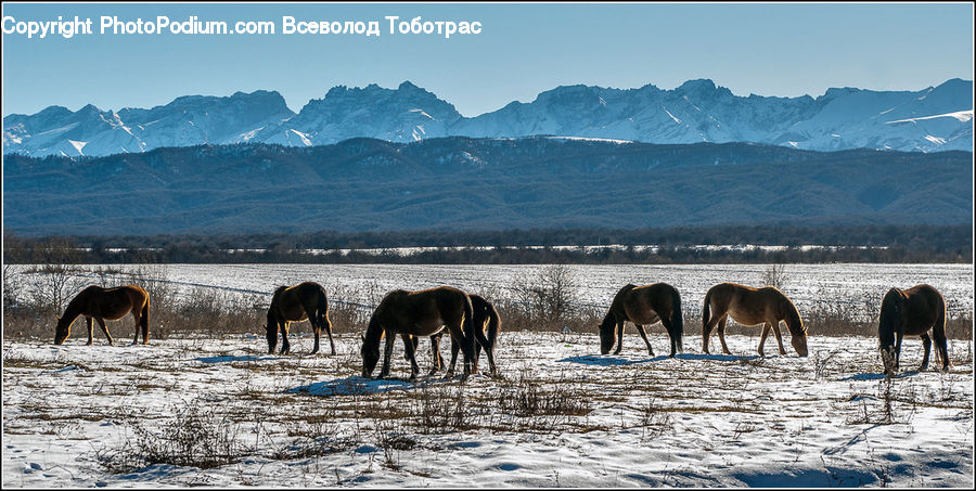 Animal, Horse, Mammal, Colt Horse, Foal, Mountain, Mountain Range