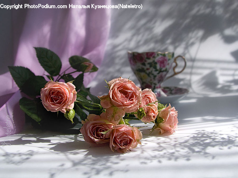 Blossom, Flower, Plant, Rose, Flower Arrangement, Flower Bouquet, Cup