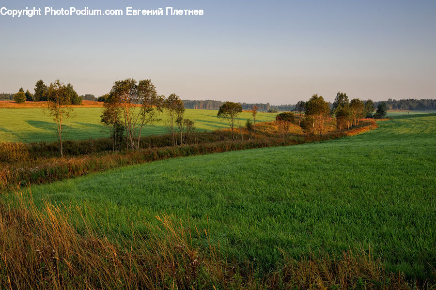 Field, Grass, Grassland, Land, Outdoors, Plant, Countryside