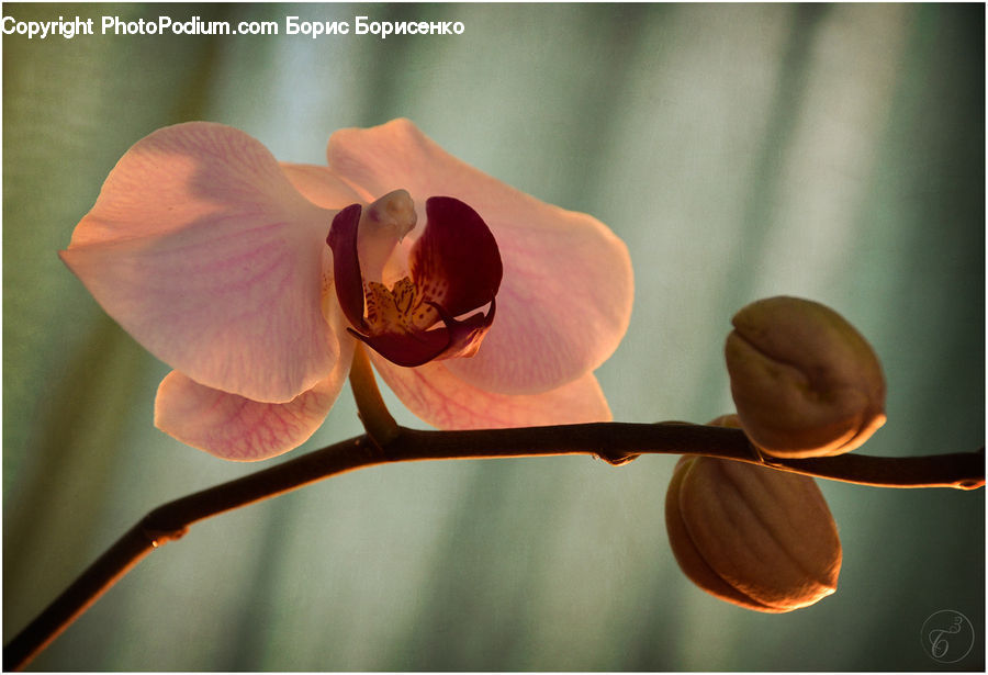 Blossom, Flora, Flower, Orchid, Plant, Crocus, Geranium