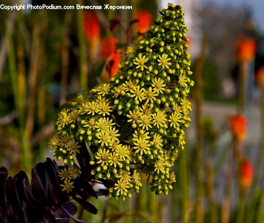 Conifer, Fir, Plant, Tree, Dill, Blossom, Flora
