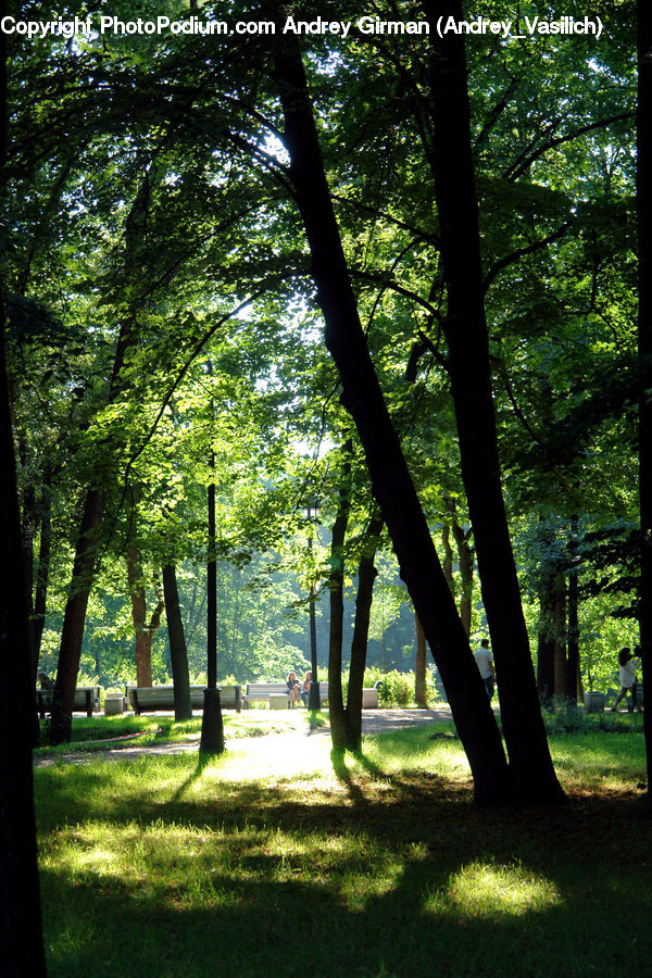 Forest, Vegetation, Jungle, Grove, Land, Rainforest, Flare