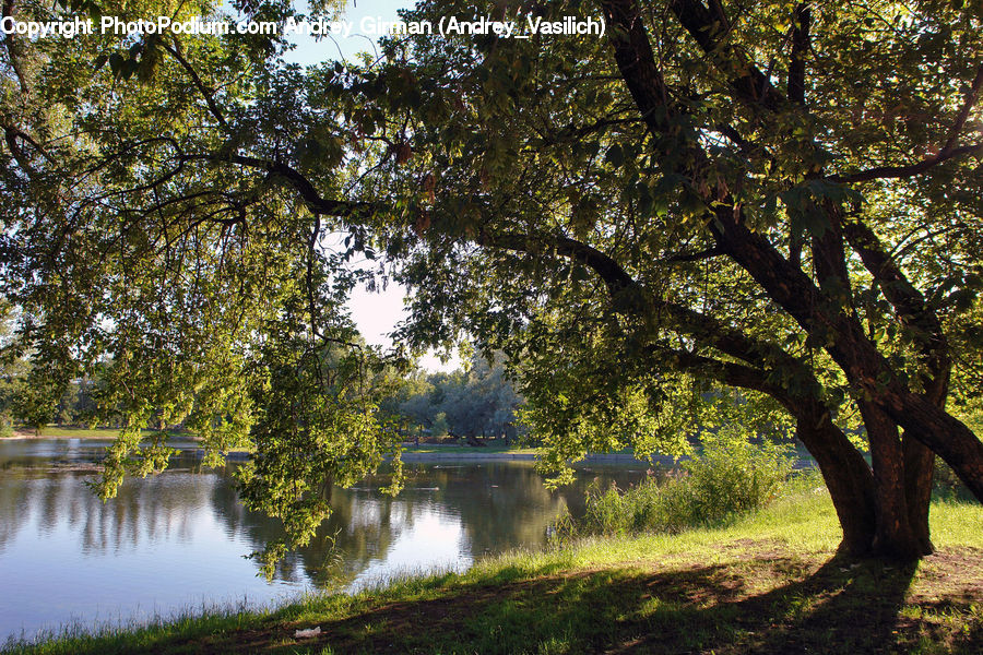 Oak, Tree, Wood, Plant, Forest, Vegetation, Conifer