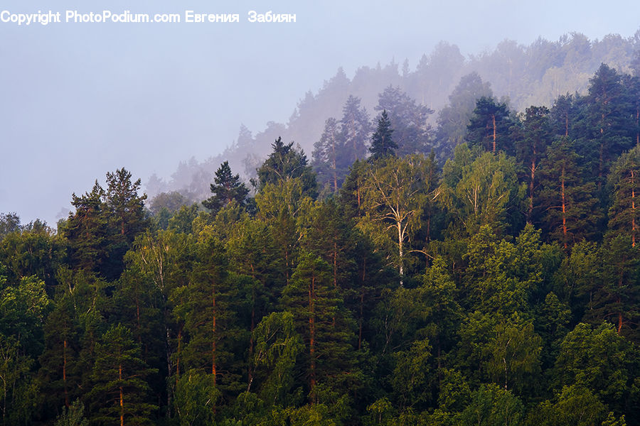 Conifer, Fir, Plant, Tree, Forest, Vegetation, Landscape