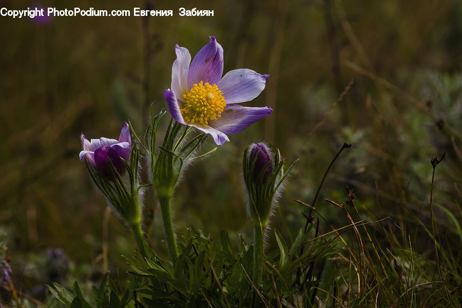 Blossom, Crocus, Flora, Flower, Plant, Aster, Asteraceae