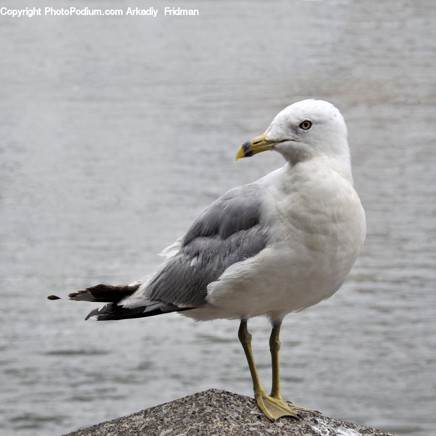 Bird, Seagull, Crane Bird, Heron, Swan, Waterfowl, Beak