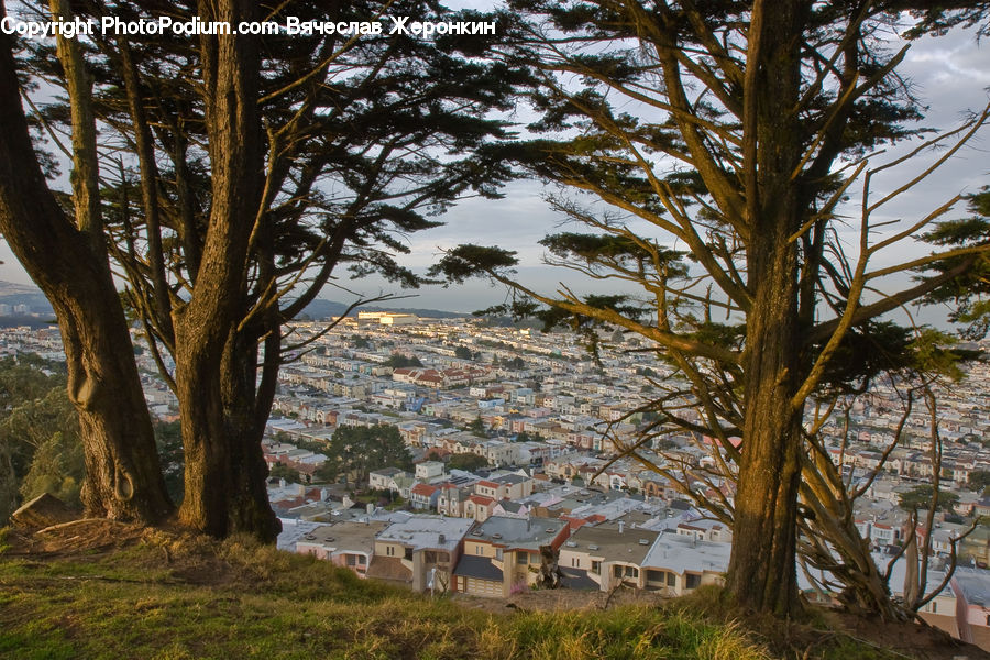 Oak, Tree, Wood, Building, Downtown, Town, Plant