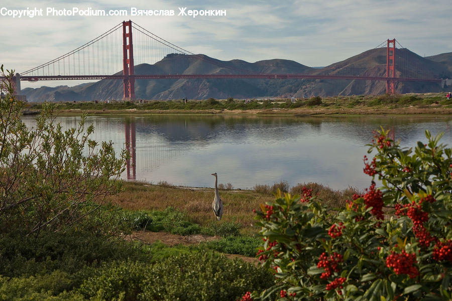 Plant, Potted Plant, Bridge, Bush, Vegetation, Blossom, Flora