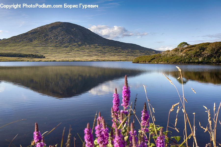 Lake, Outdoors, Water, Field, Grass, Grassland, Plant