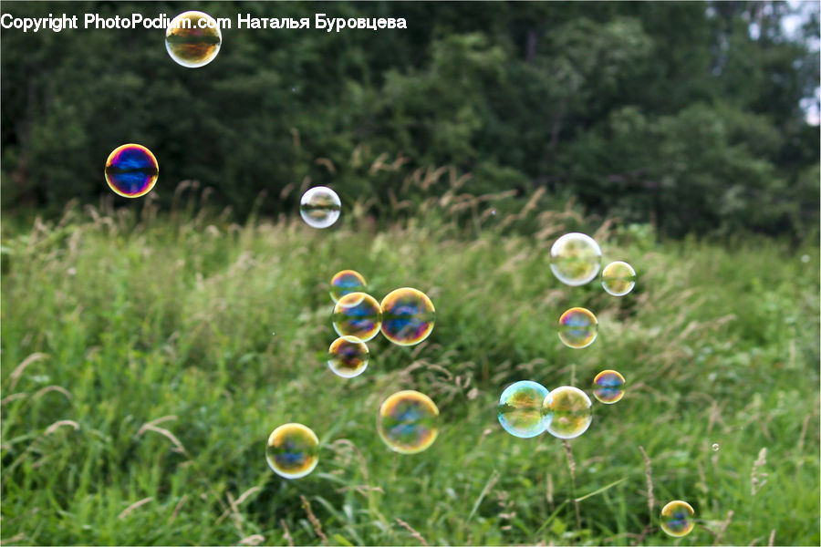 Bubble, Cap, Car Wheel, Hubcap, Moss, Plant, Agaric