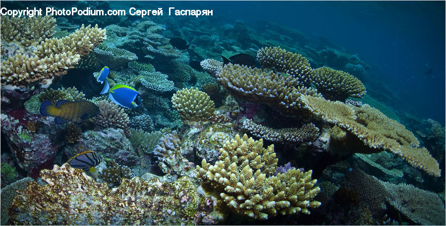 Fish, Sea Life, Surgeonfish, Coral Reef, Outdoors, Reef, Sea