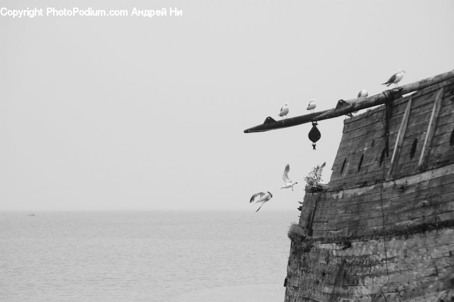 Coast, Outdoors, Sea, Water, Bird, Seagull, Swallow