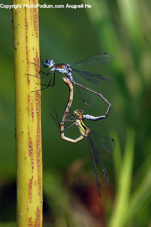 Anisoptera, Dragonfly, Insect, Invertebrate, Arachnid, Garden Spider, Spider