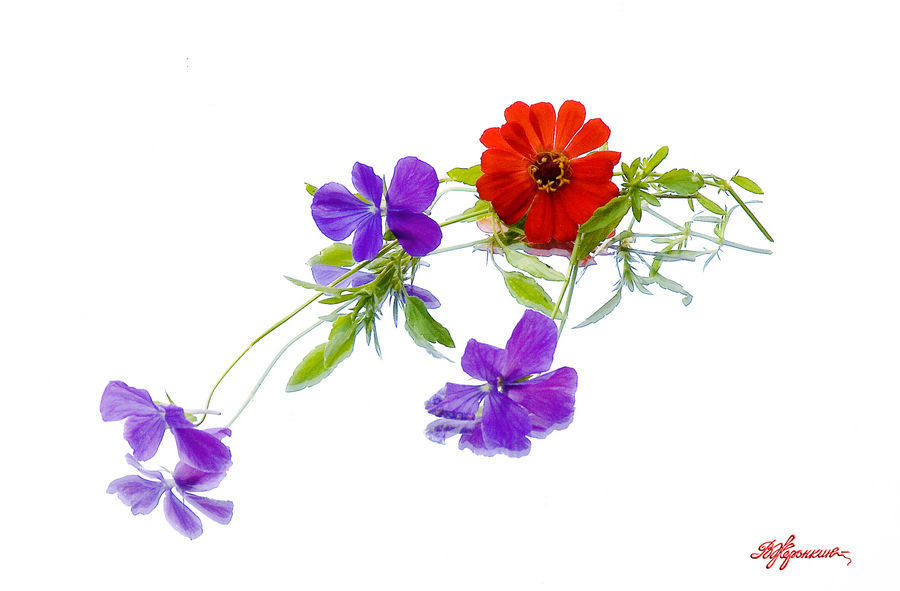 Blossom, Flora, Flower, Plant, Violet, Petal, Orchid