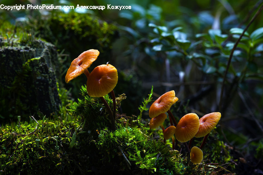 Agaric, Amanita, Fungus, Mushroom, Plant, Moss, Potted Plant