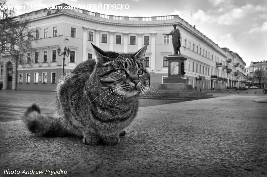 Animal, Building, Housing, Villa, City, Downtown, Urban