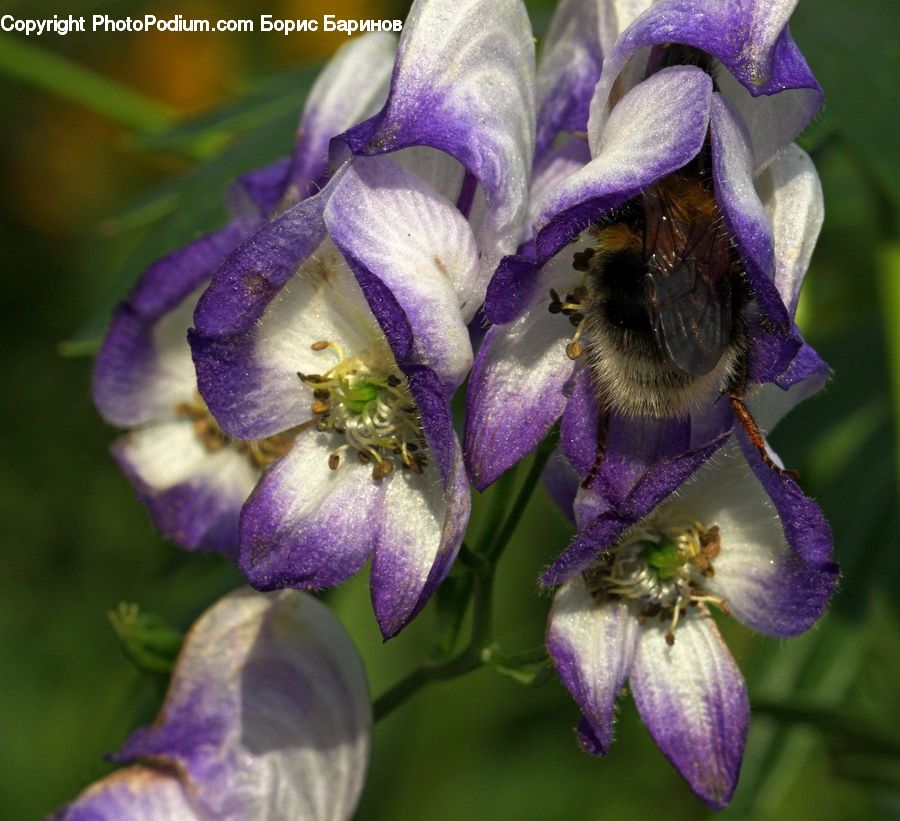 Flora, Flower, Iris, Plant, Bee, Insect, Invertebrate