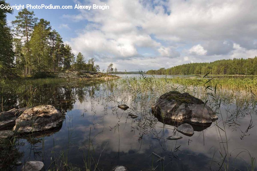 Land, Marsh, Pond, Swamp, Water, Outdoors, Grass