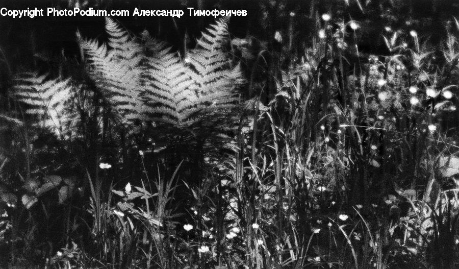 Fern, Plant, Grass, Reed, Blossom, Flora, Flower