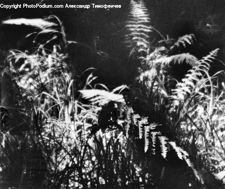 Fern, Plant, Grass, Reed, Forest, Jungle, Rainforest