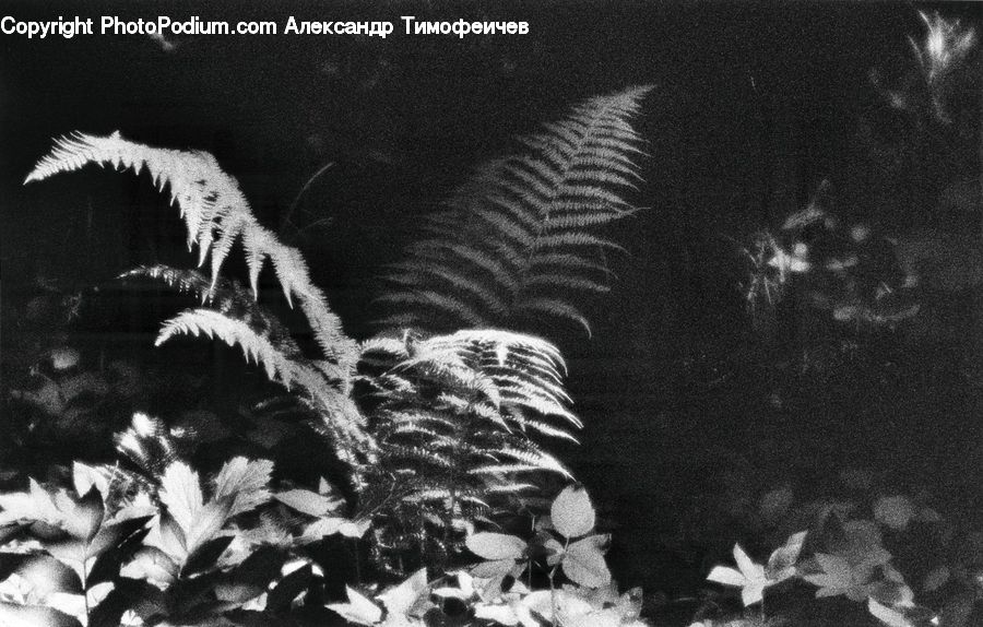 Fern, Plant, Blossom, Flora, Flower