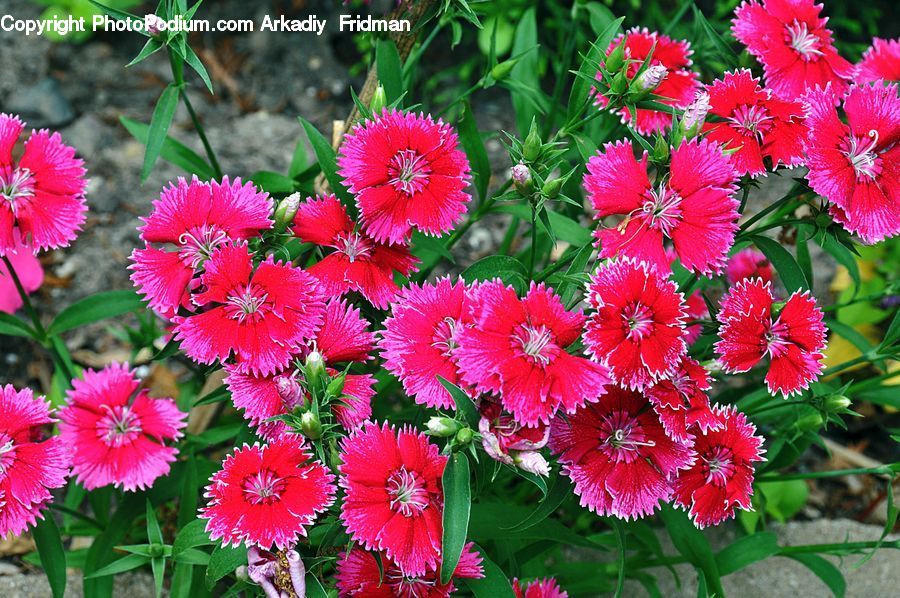 Blossom, Carnation, Flower, Plant, Flora, Daisies, Daisy