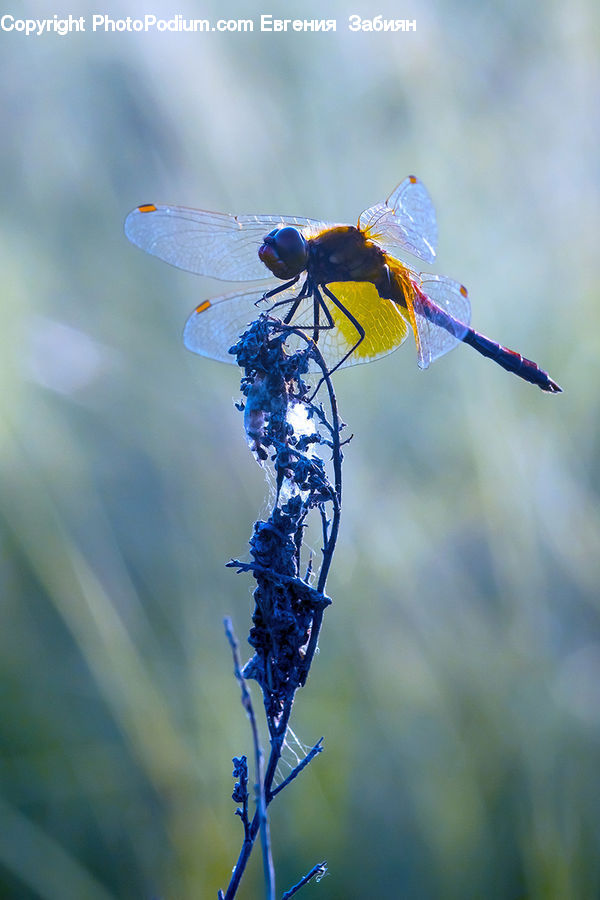 Anisoptera, Dragonfly, Insect, Invertebrate, Plant, Vegetation, Asilidae