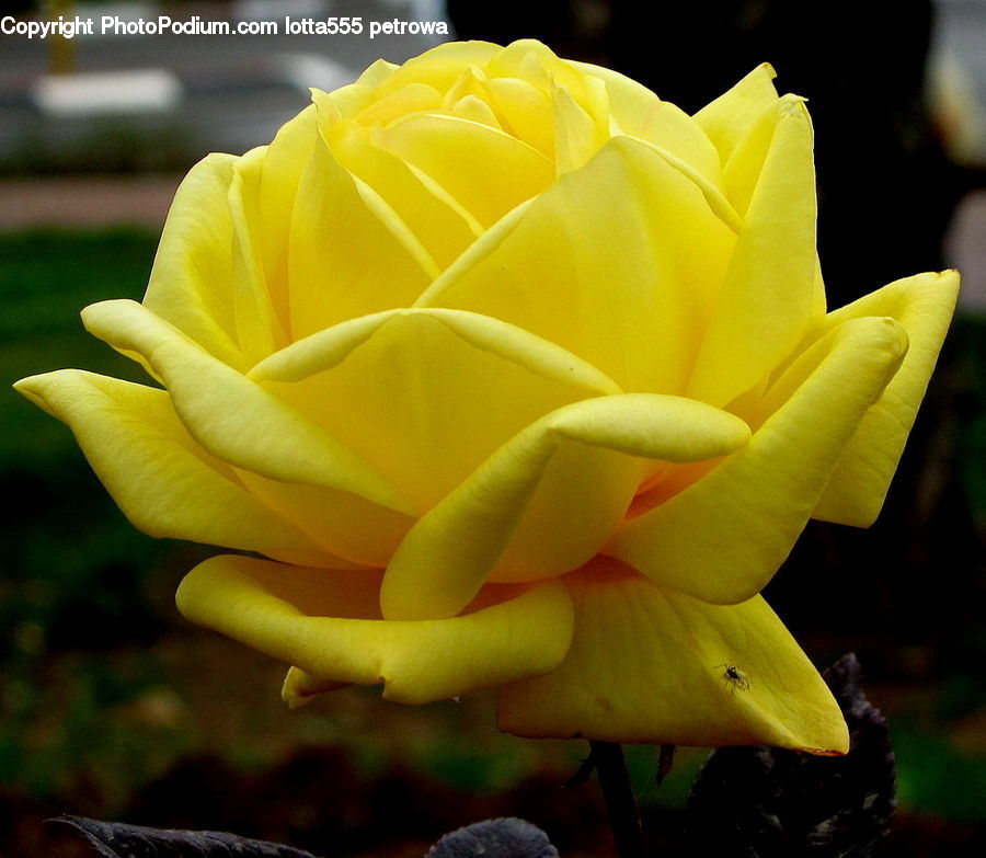 Blossom, Flower, Plant, Rose, Flora, Flower Arrangement, Flower Bouquet
