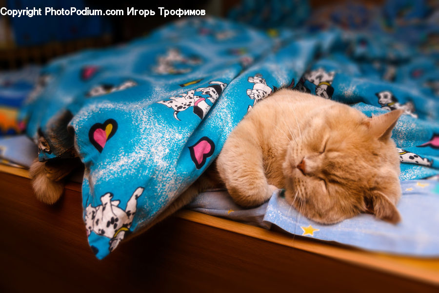 Animal, Cat, Kitten, Mammal, Pet, Blanket, Home Decor