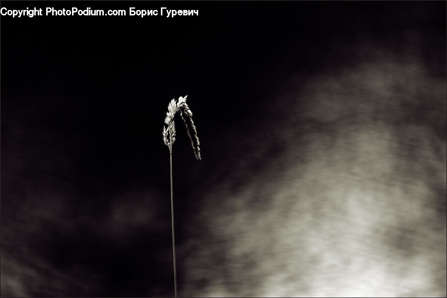 Grass, Plant, Reed, Grain, Wheat, Weed, Palm Tree