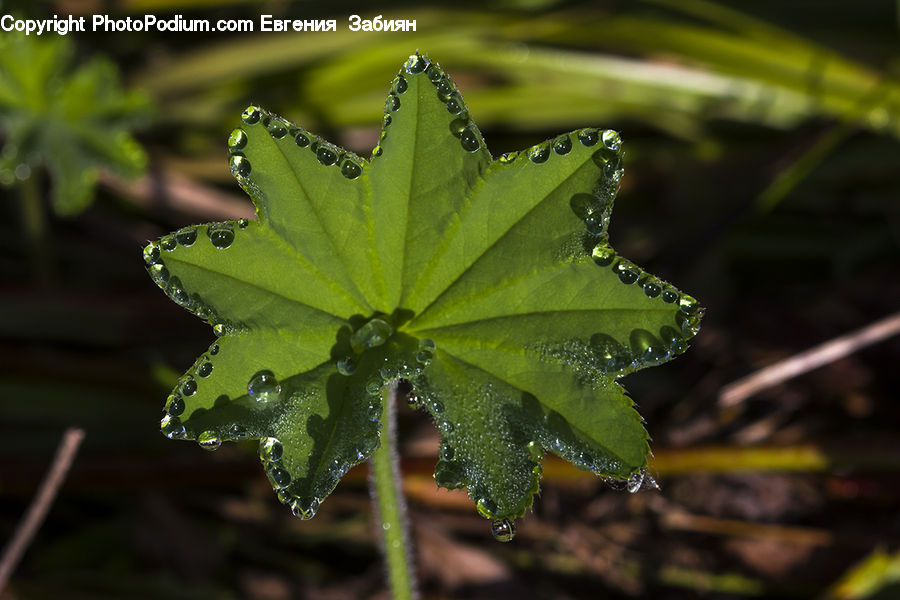 Leaf, Plant, Water, Maple, Maple Leaf, Blossom, Flora