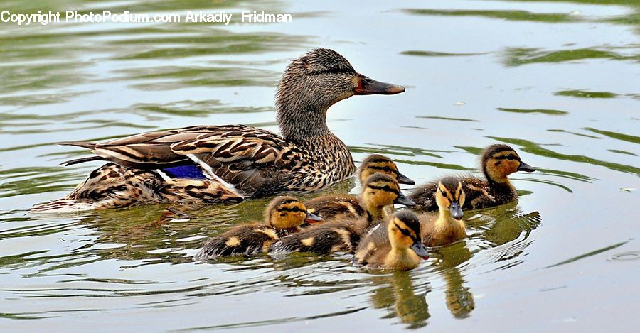 Bird, Waterfowl, Duck, Teal, Goose