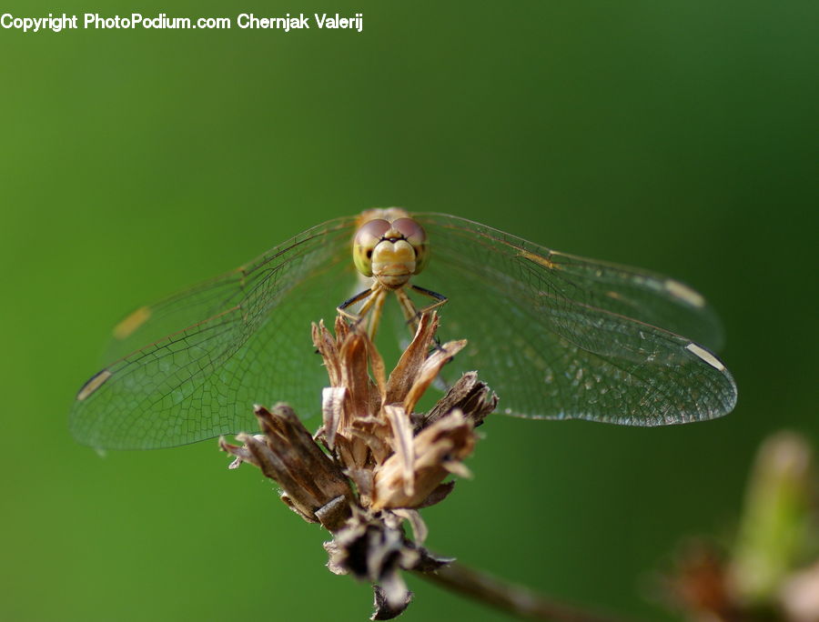 Anisoptera, Dragonfly, Insect, Invertebrate, Cricket Insect, Grasshopper, Plant