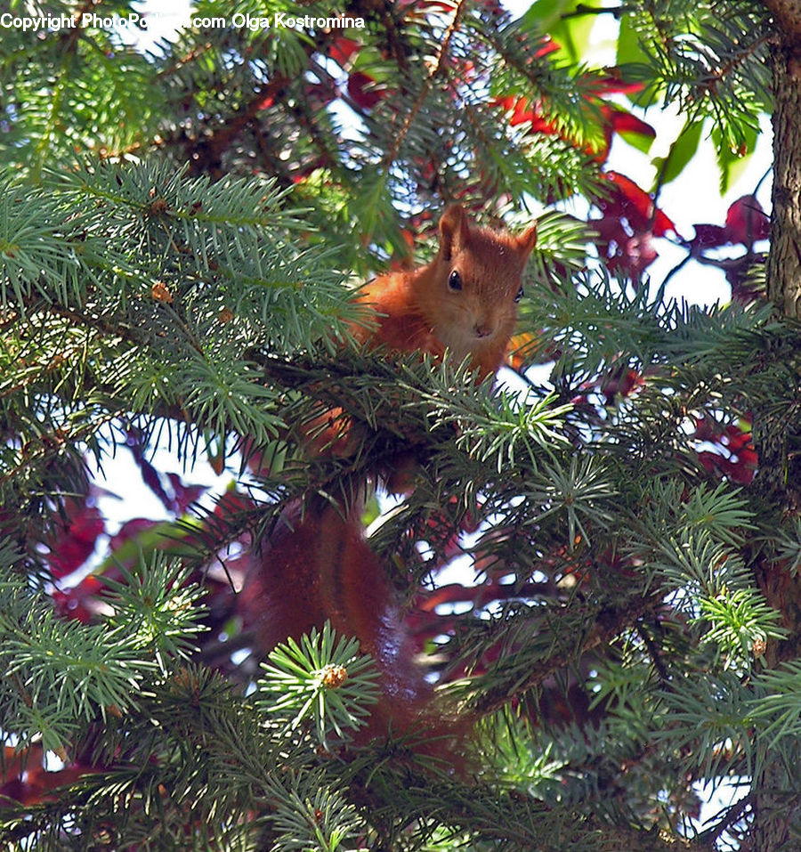 Conifer, Fir, Plant, Tree, Pine, Spruce, Wood