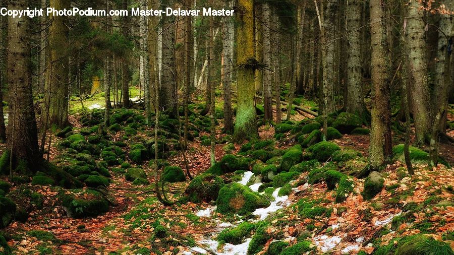 Forest, Vegetation, Creek, Outdoors, Stream, Water, Moss