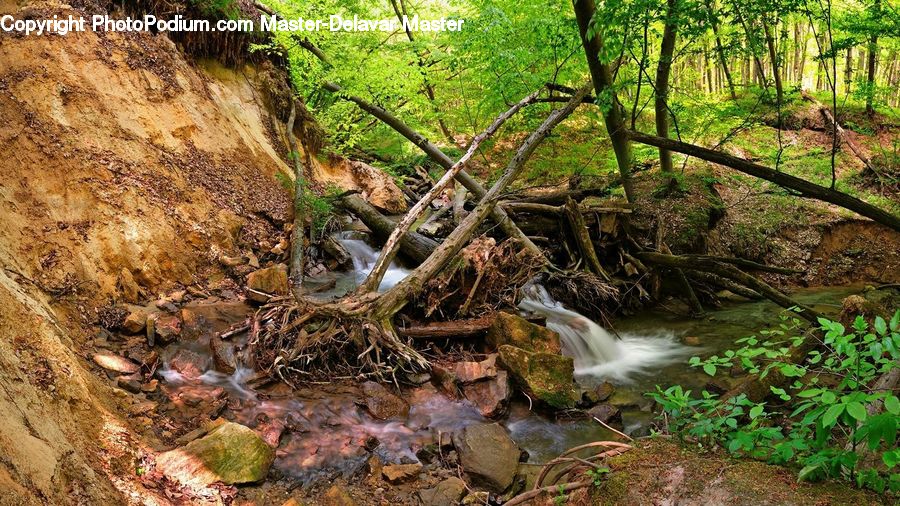 Creek, Outdoors, River, Water, Stream, Forest, Grove