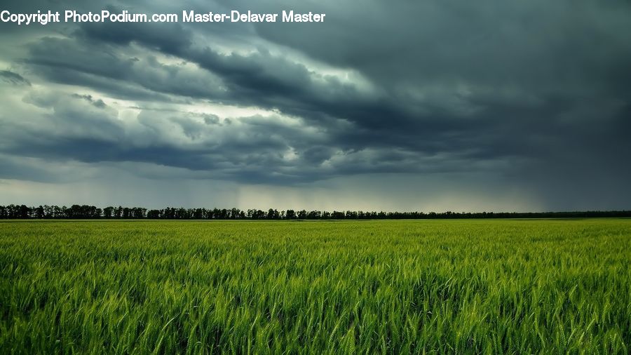 Field, Grain, Wheat, Grass, Grassland, Plant, Cloud