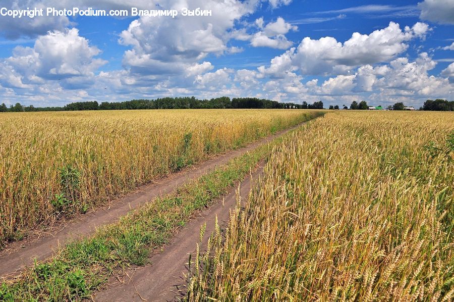 Grain, Grass, Plant, Wheat, Field, Grassland