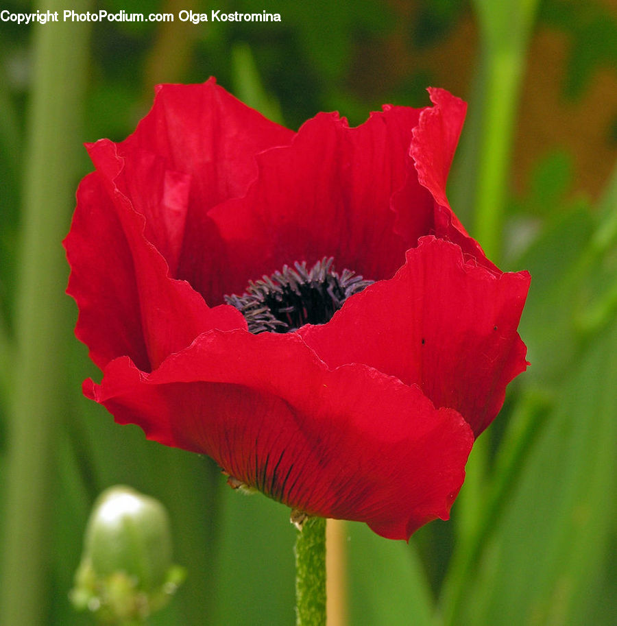 Blossom, Flora, Flower, Plant, Poppy, Carnation