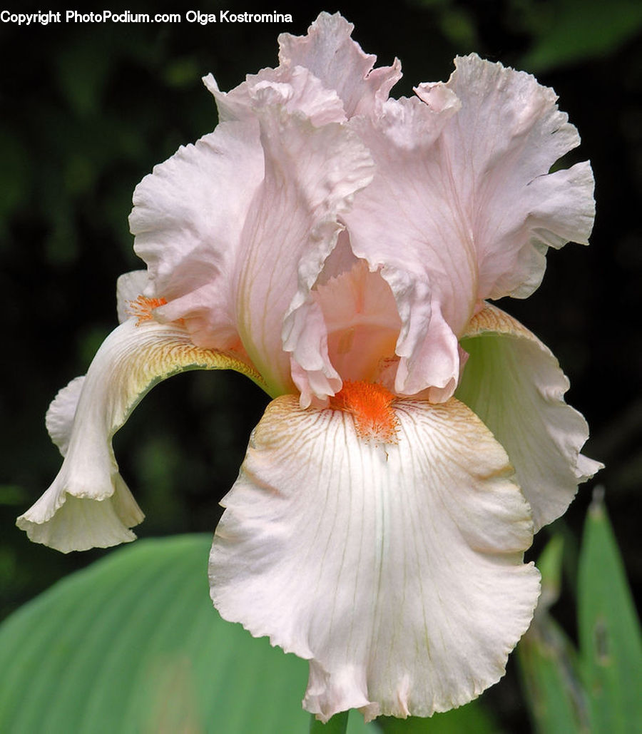 Flora, Flower, Iris, Plant, Gladiolus, Hibiscus, Poppy