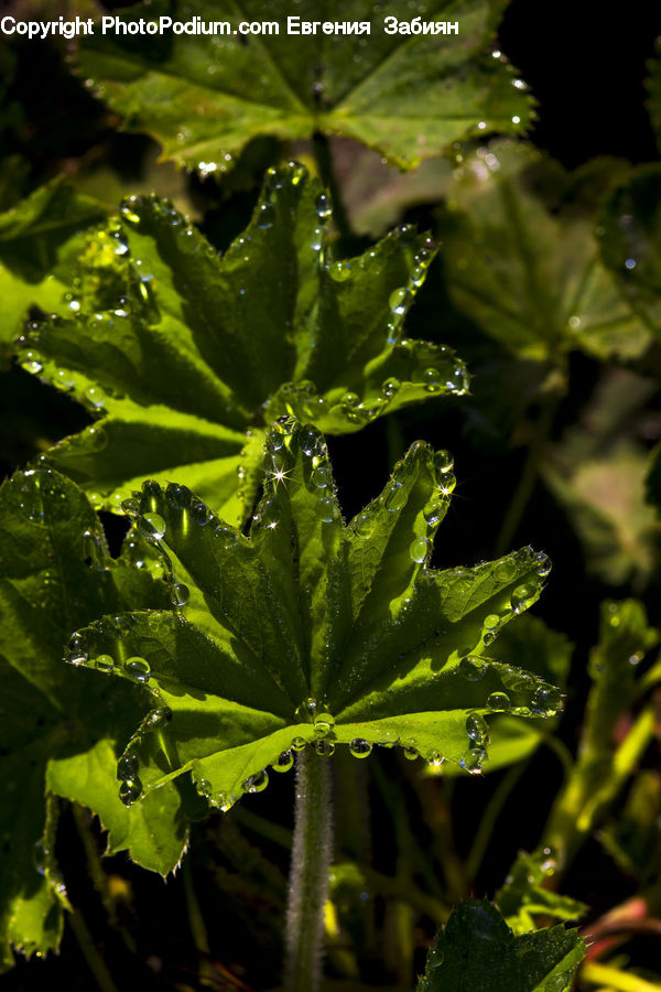 Fern, Plant, Blossom, Flora, Flower, Geranium, Oak
