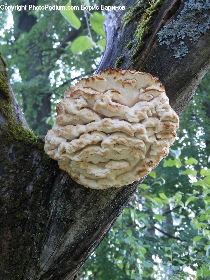 Agaric, Amanita, Fungus, Mushroom, Plant, Tree Trunk, Conifer