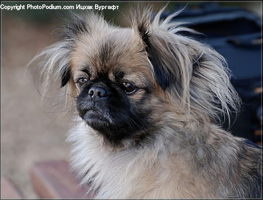 Animal, Pet, Affenpinscher, Canine, Dog, Mammal, Pug