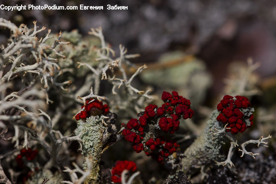 Frost, Ice, Outdoors, Snow, Fruit, Raspberry, Agaric