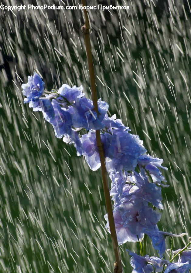 Flora, Flower, Iris, Plant, Fiber, Flax, Gladiolus