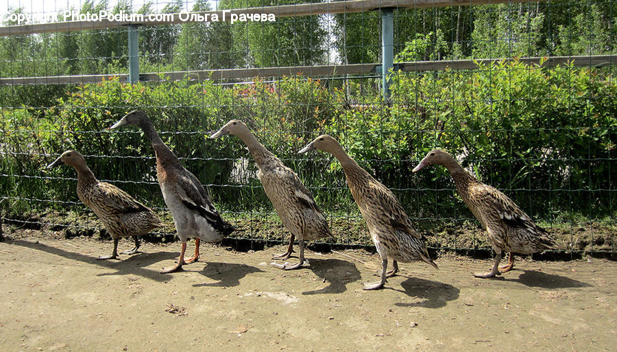 Animal, Kangaroo, Mammal, Wallaby, Bird, Goose, Waterfowl